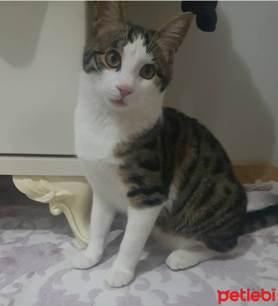 Tekir Kedi, Kedi  Nayino fotoğrafı
