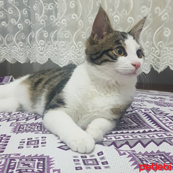 Tekir Kedi, Kedi  Nayino fotoğrafı