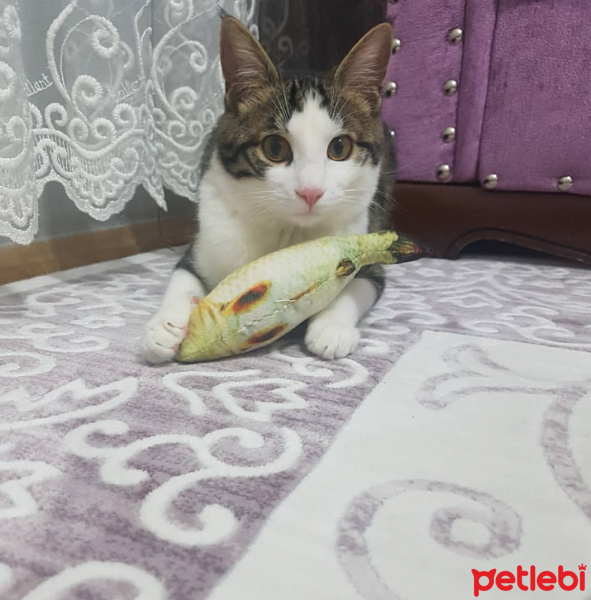 Tekir Kedi, Kedi  Nayino fotoğrafı