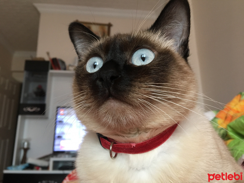 Siyam Kedisi, Kedi  Lokum fotoğrafı