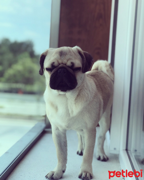 Pug, Köpek  Rıfkı fotoğrafı