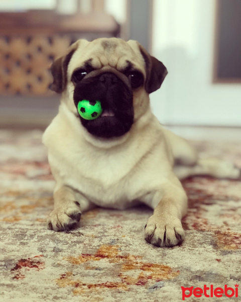 Pug, Köpek  Rıfkı fotoğrafı
