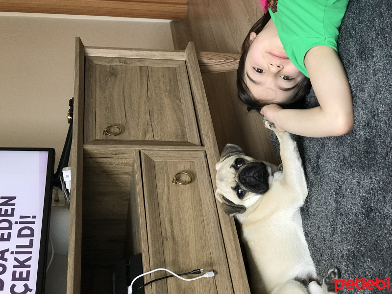 Pug, Köpek  Rıfkı fotoğrafı
