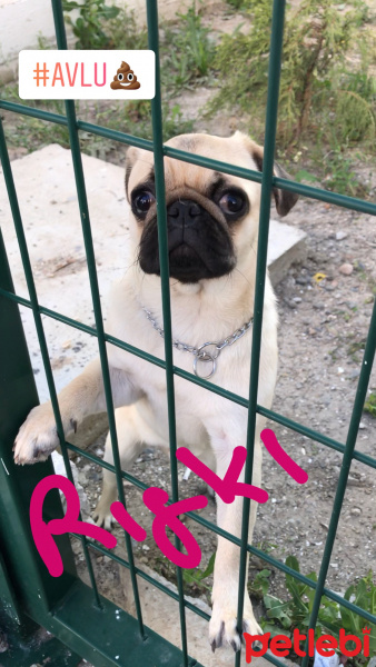 Pug, Köpek  Rıfkı fotoğrafı