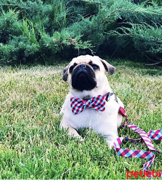 Pug, Köpek  Rıfkı fotoğrafı