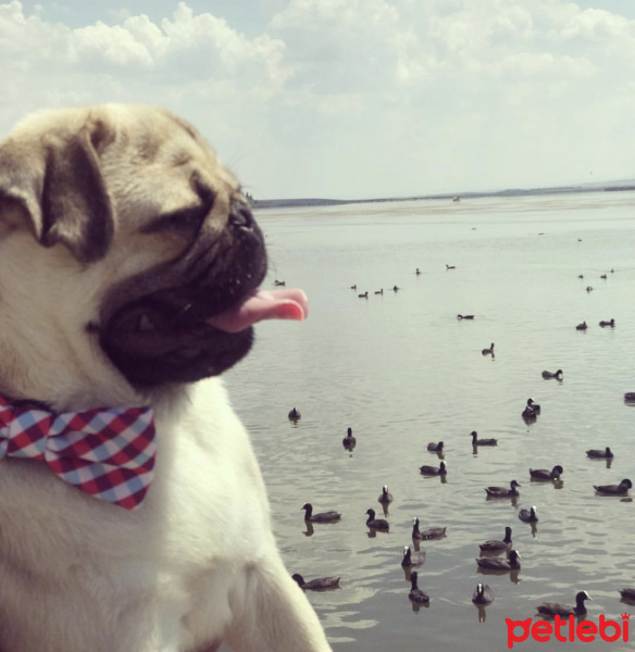 Pug, Köpek  Rıfkı fotoğrafı