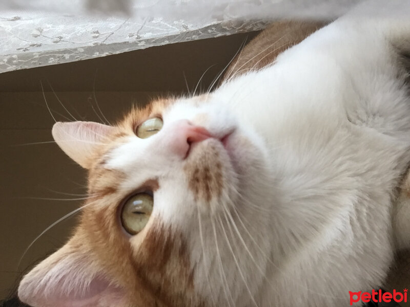 Tekir Kedi, Kedi  Titrek fotoğrafı