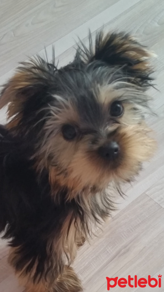 Yorkshire Terrier, Köpek  Kuki fotoğrafı