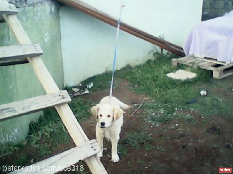 Golden Retriever, Köpek  kıtmir fotoğrafı