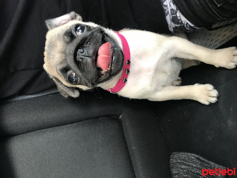 Pug, Köpek  Deya fotoğrafı
