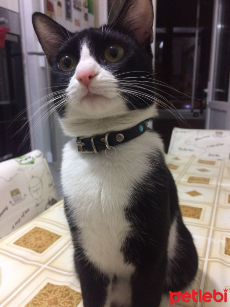 Tekir Kedi, Kedi  Pera fotoğrafı