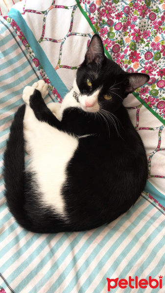 Tekir Kedi, Kedi  Pera fotoğrafı