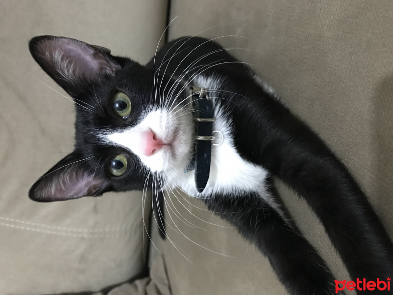 Tekir Kedi, Kedi  Pera fotoğrafı