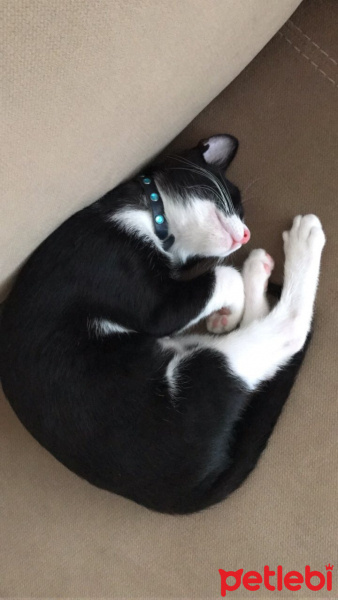 Tekir Kedi, Kedi  Pera fotoğrafı