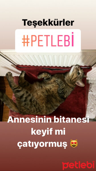 Tekir Kedi, Kedi  Panjur Hanım Kızımız fotoğrafı