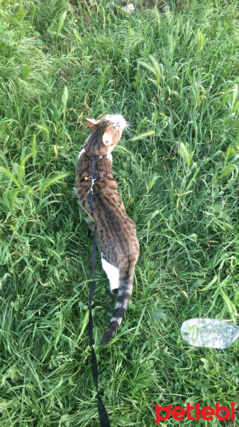American Wirehair, Kedi  Bıdık fotoğrafı