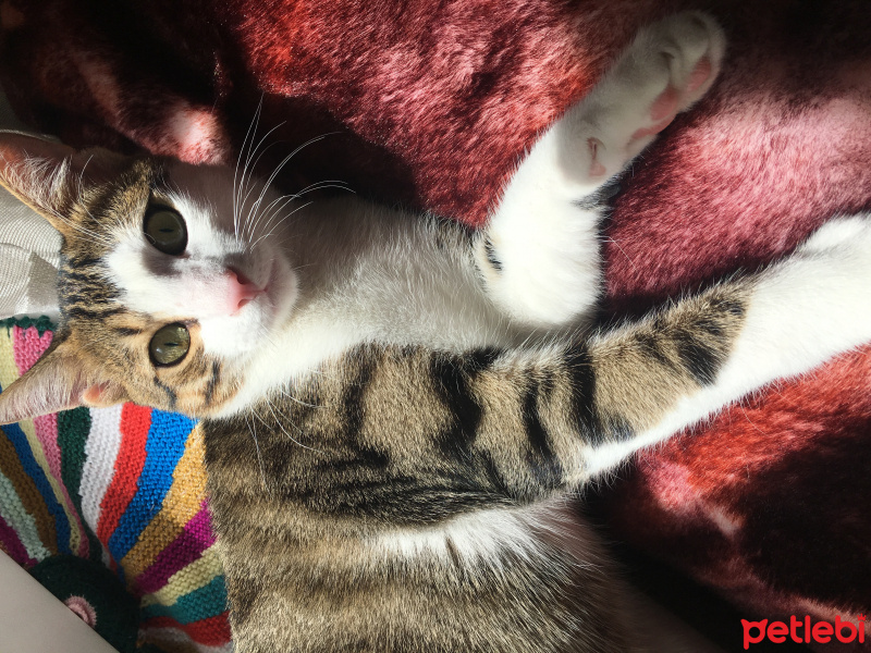 American Wirehair, Kedi  Bıdık fotoğrafı