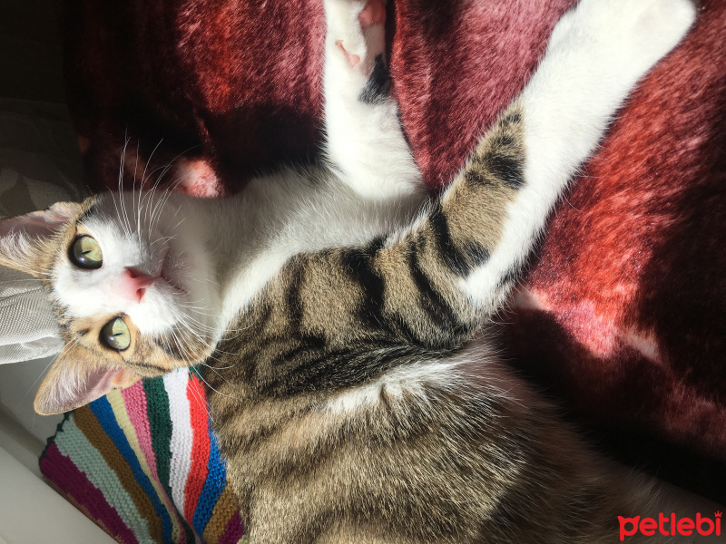 American Wirehair, Kedi  Bıdık fotoğrafı