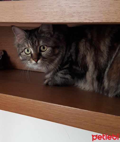 Maine Coon, Kedi  fıstık fotoğrafı