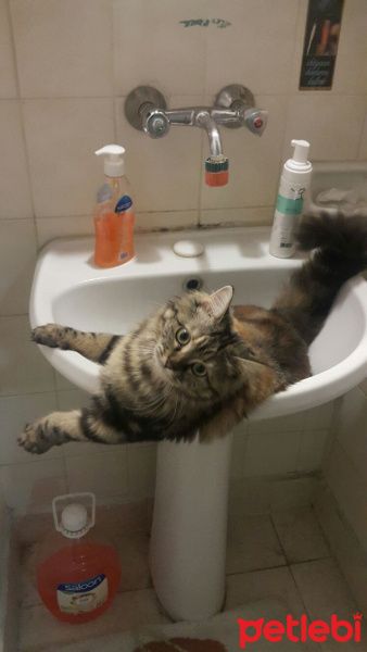 Maine Coon, Kedi  fıstık fotoğrafı