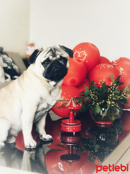 Pug, Köpek  Can can fotoğrafı