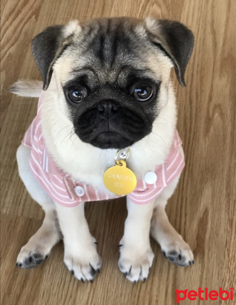 Pug, Köpek  Can can fotoğrafı