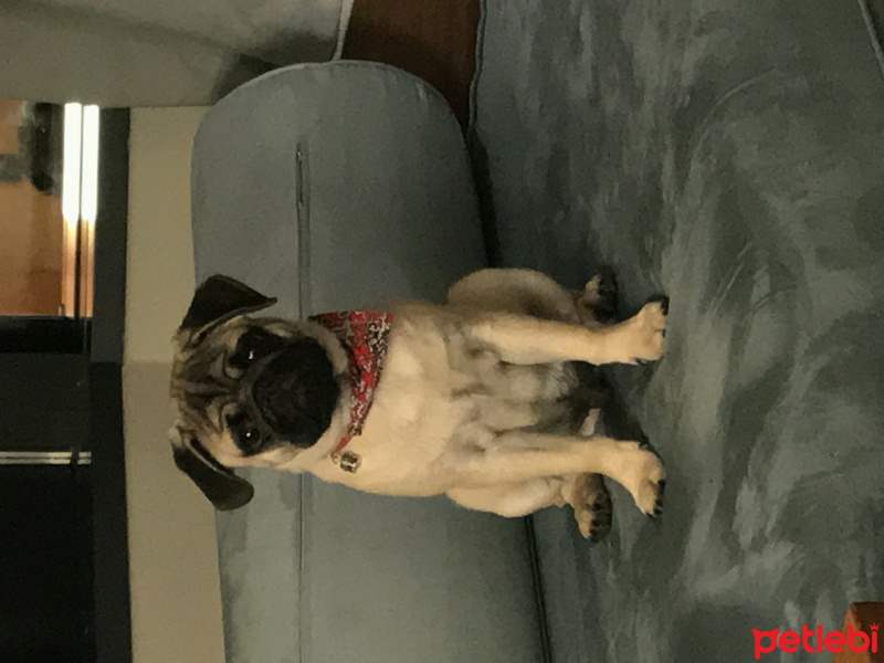 Pug, Köpek  Can can fotoğrafı