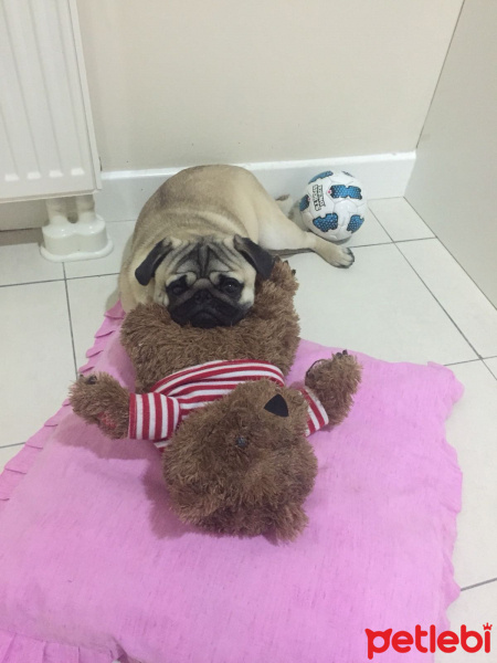 Pug, Köpek  Can can fotoğrafı