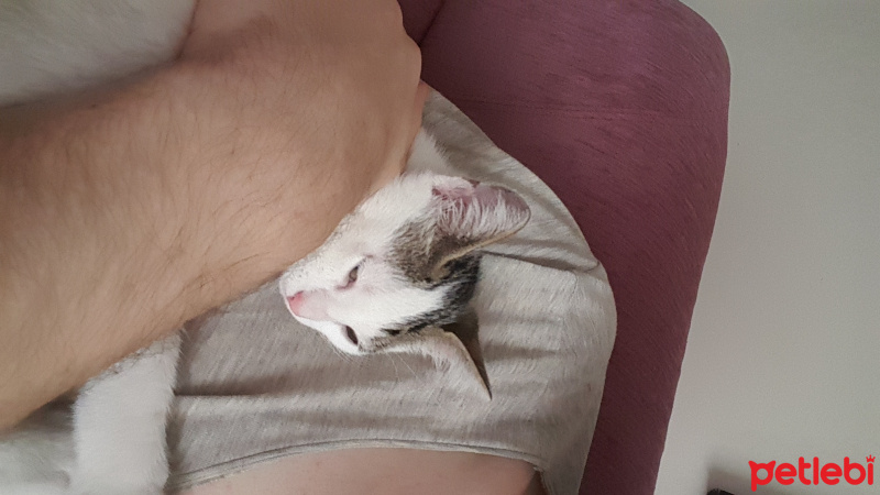 Tekir Kedi, Kedi  serbet fotoğrafı
