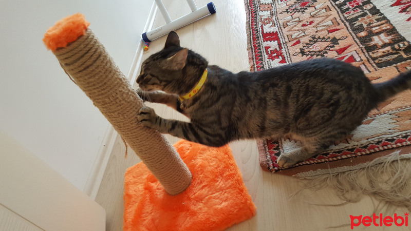 Tekir Kedi, Kedi  Socat fotoğrafı
