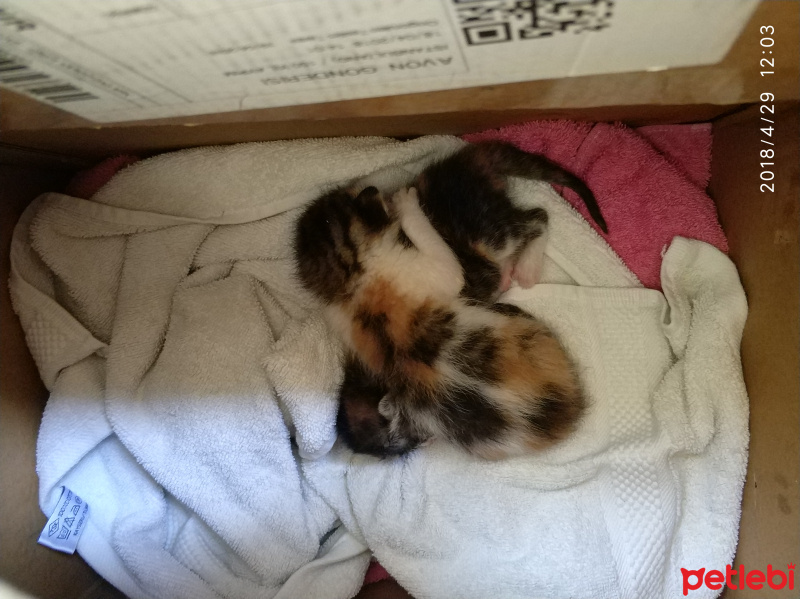 Tekir Kedi, Kedi  Kedi fotoğrafı