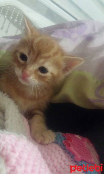 Soke, Kedi  rego fotoğrafı