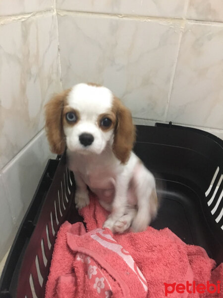 King Charles Spaniel, Köpek  Badem fotoğrafı