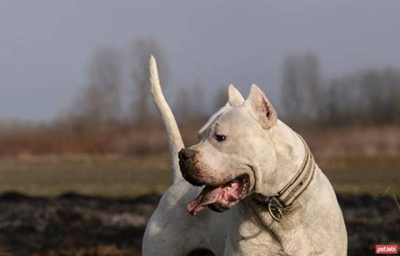 Dogo Arjantin, Köpek  gogo fotoğrafı