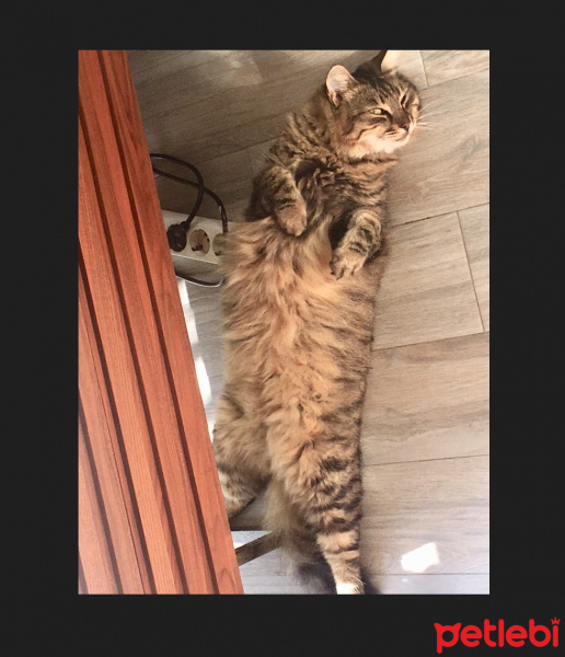 Tekir Kedi, Kedi  Nazlım fotoğrafı