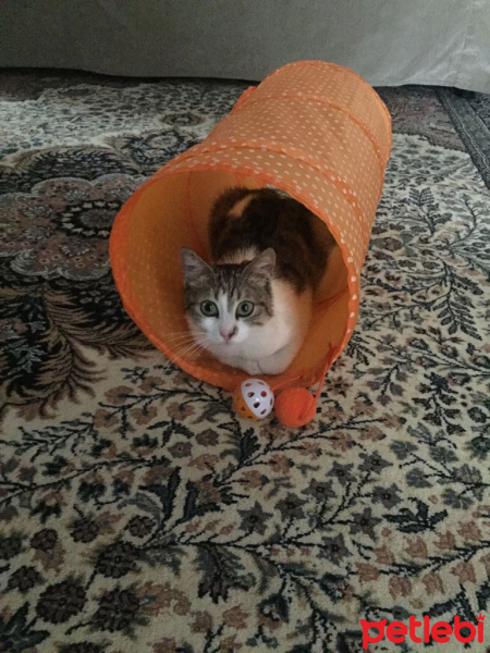 Tekir Kedi, Kedi  Gümüş fotoğrafı