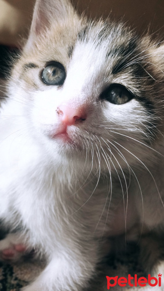 Tekir Kedi, Kedi  Korkak fotoğrafı