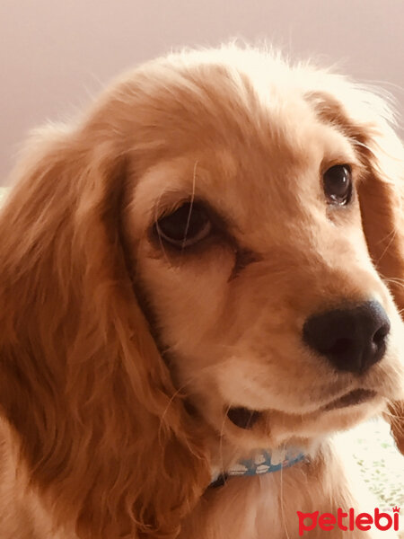 İngiliz Cocker Spaniel, Köpek  Kestane fotoğrafı