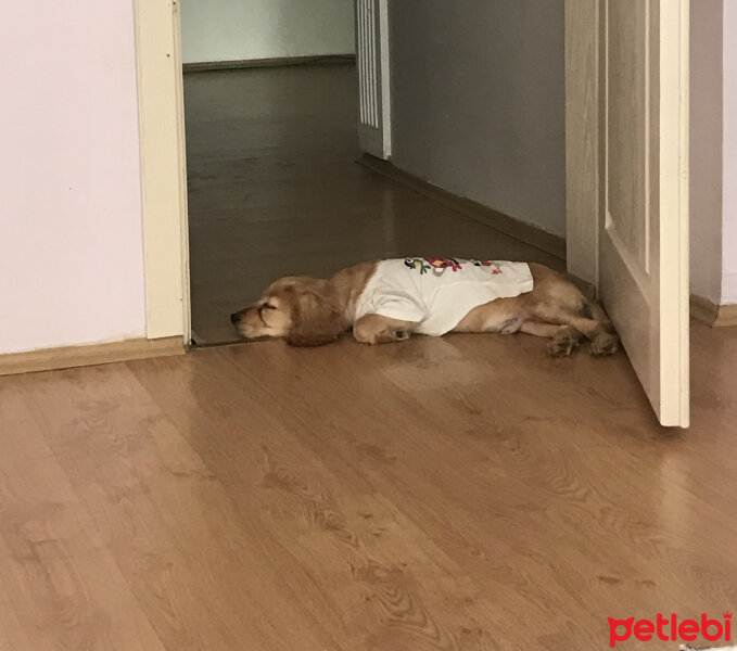 İngiliz Cocker Spaniel, Köpek  Kestane fotoğrafı