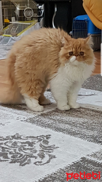 İran Kedisi (Persian), Kedi  Bahtiyar fotoğrafı
