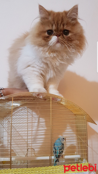 İran Kedisi (Persian), Kedi  Bahtiyar fotoğrafı