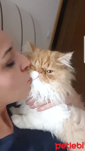 İran Kedisi (Persian), Kedi  Bahtiyar fotoğrafı