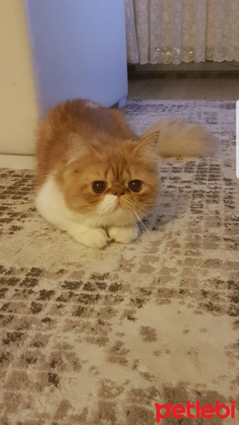 İran Kedisi (Persian), Kedi  Bahtiyar fotoğrafı