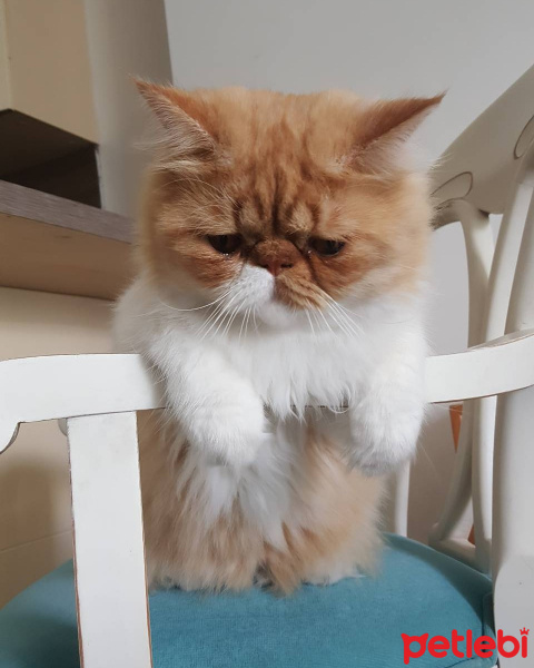 İran Kedisi (Persian), Kedi  Bahtiyar fotoğrafı