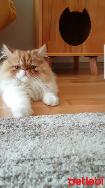 İran Kedisi (Persian), Kedi  Bahtiyar fotoğrafı