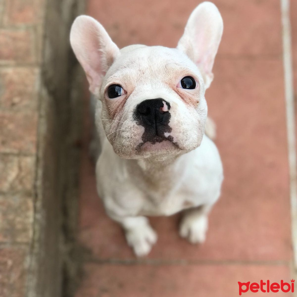 Fransız Bulldog, Köpek  Arya fotoğrafı