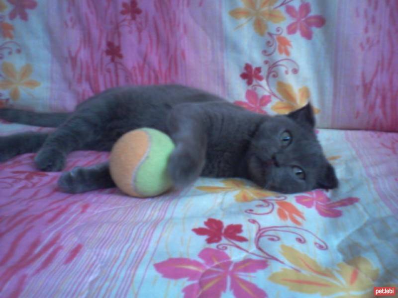 Scottish Fold, Kedi  scottish  :)  fotoğrafı