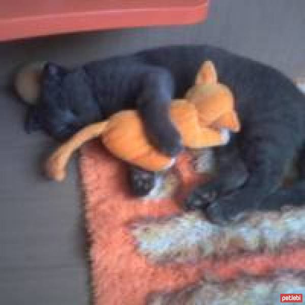 Scottish Fold, Kedi  scottish  :)  fotoğrafı