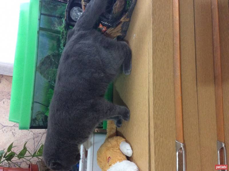 Scottish Fold, Kedi  scottish  :)  fotoğrafı