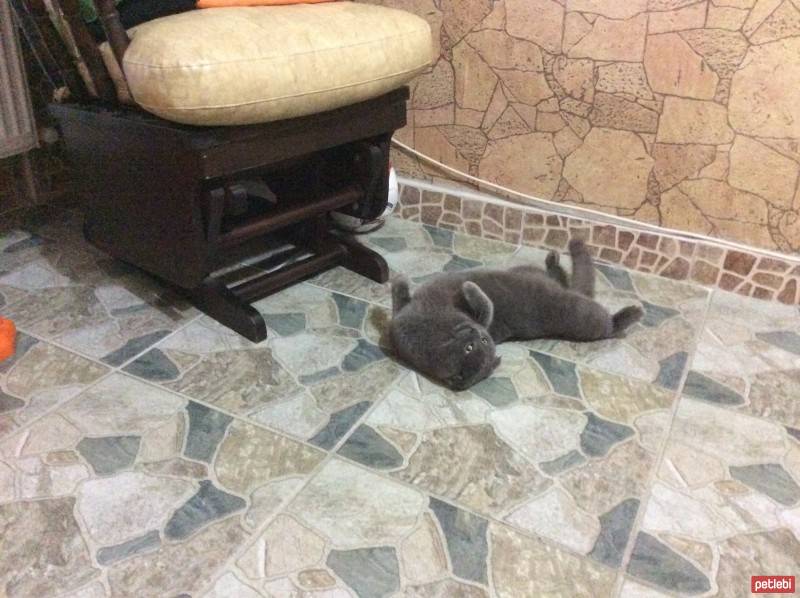 Scottish Fold, Kedi  scottish  :)  fotoğrafı